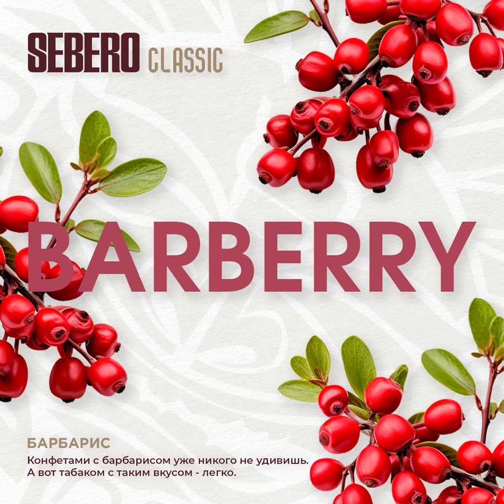 Sebero Classic Barberry with bright red barberry berries and green leaves on white background