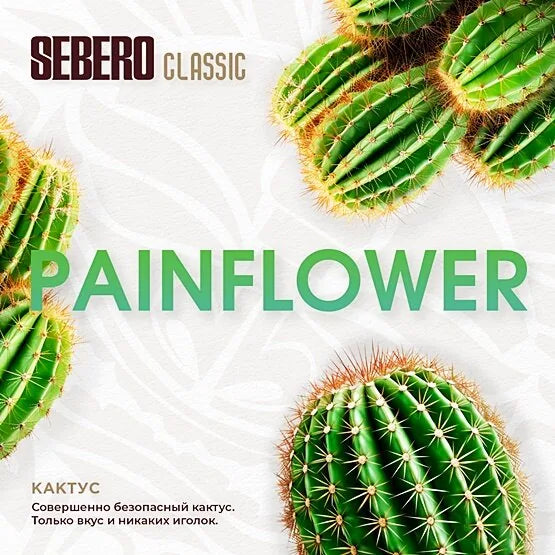 Sebaro Classic Painflower cactus image featuring green round cacti with spines on white background